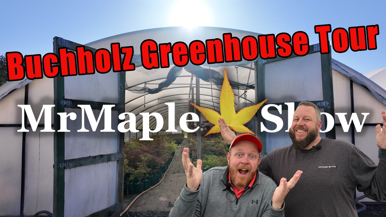 Экскурсия по теплице с японским клёном Бухгольца | Редкие японские клёны и новые виды