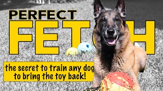 Train ANY Dog to Play Fetch Perfectly  Dog Training Video by Robert Cabral