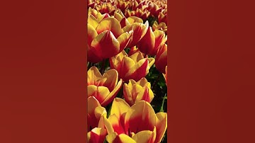 Tulip Fields🌷💐 In Netherlands🇳🇱 #reels #shorts
