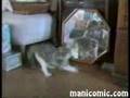Videos caseros de gatos