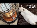 ホットカーペットの上で寝そべる猫