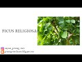 Ficus religiosa - Ethnobotany | Malayalam Explanation | Medicinal Properties Of Ficus Religiosa