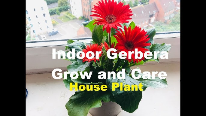 Gardening Tips : How To Plant Gerber Daisies - Youtube