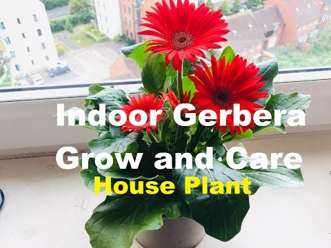 Video: Gerbera Care Indoors - Cara Menanam Tanaman Gerbera Daisy Di Dalam