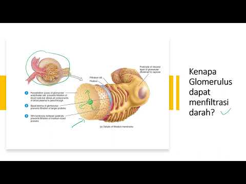 Fisiologi Sistem Perkemihan