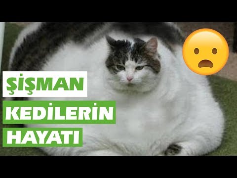Video: Neden Çoğu Şişman Kedi Mutlu Kalır, Şişman Kediler
