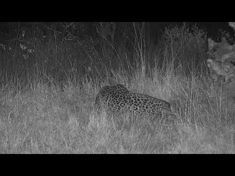 camera iphone 8 plus apk Djuma Leopard-Hosana male sleeping in fav spot to left of the pan-Pt:1 - 18:44 - 06/15/19