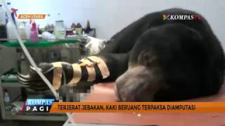 Luka Parah, Kaki Beruang Madu Betina Ini Diamputasi screenshot 2