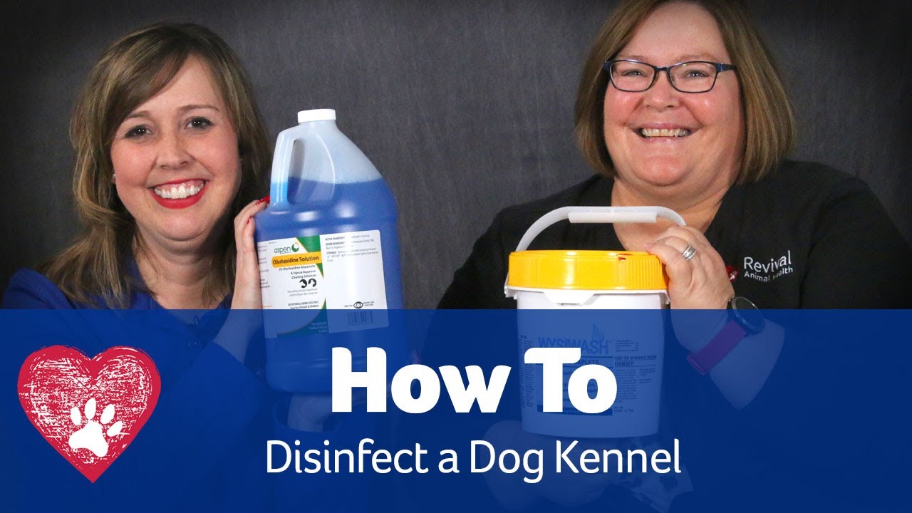 How To Disinfect A Kennel