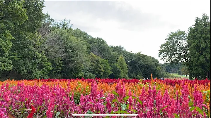 2020/10/18 日本國営武蔵丘陵森林公園 Musashi Kyuryo National Government Park ① 梅櫻花園區/雞冠花田/赤蕎麥花海/大理花/雕刻區/楓樹區/彩葉草田 - 天天要聞