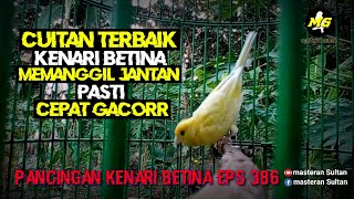 PANCINGAN KENARI BETINA MEMANGGIL JANTAN EPS 386 #pancingankenaribetina #kicaumania #masteran 