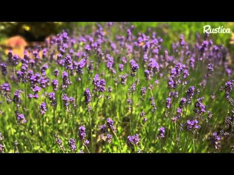 Vidéo: Plantes résistantes aux cerfs pour la zone 8 : Création de jardins à l'épreuve des cerfs dans la zone 8