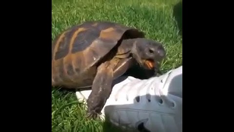I knew you were trouble - Taylor featuring Turtle