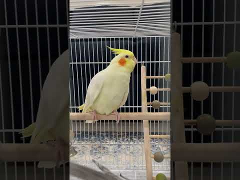 صوت صفارة الإنذار انزعوا السماعات قبل سماع المقطع