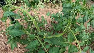 DOUBLE YOUR TOMATO CROP WITH THESE TIPS AND TRICKS