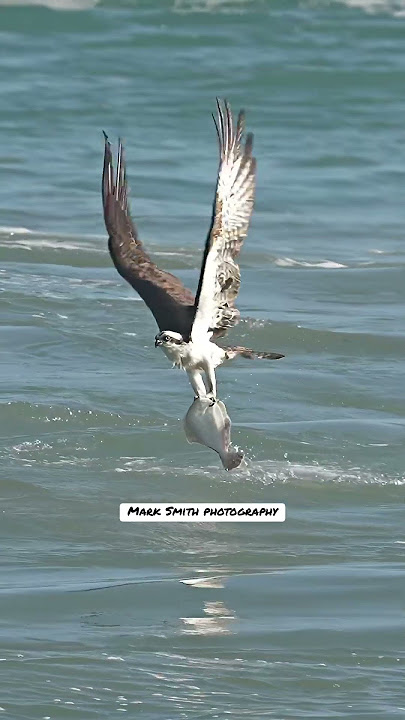 Amazing Osprey dives talon first into the ocean and grabs a huge flat flounder fish. #bird #fishing
