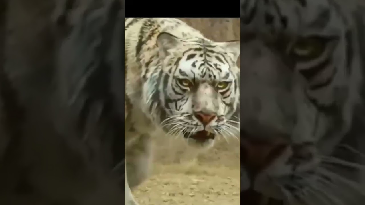 Leopard symbolism leopard swimming underwater 😱😱😨😨leopard attitude status 👿👿😈😈