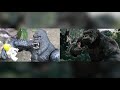 King Kong VS  V REX Comparative toy movie clip