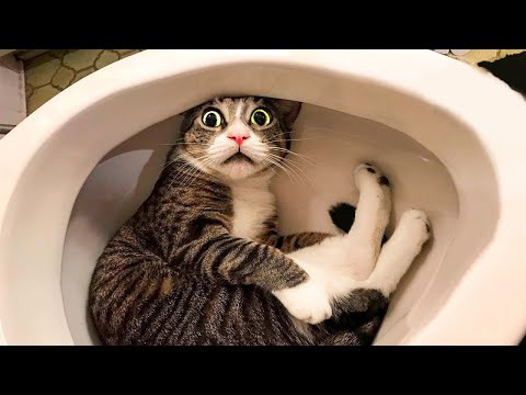 Видео: Приколы с котами и собаками - Смешные животные видео 2022