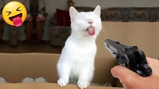 Funniest Cats And Dogs Of The Week 😅 || Hilarious Pets Videos 2024 🐶😹