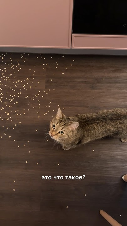 Кот хулиган 🥲 - YouTube