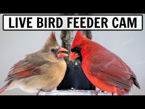 LIVE 4K Bird Feeder Cam in Ohio (Over 50 species observed)