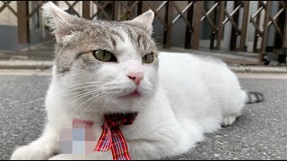 路地で出会ったリボンが似合ってるシロキチくん。I met Shirokichi in an alley, who looked good in a ribbon.