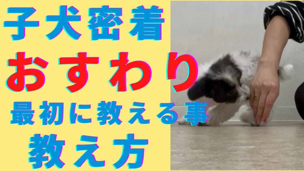 Close-contact sitting training from the day you bring your puppy