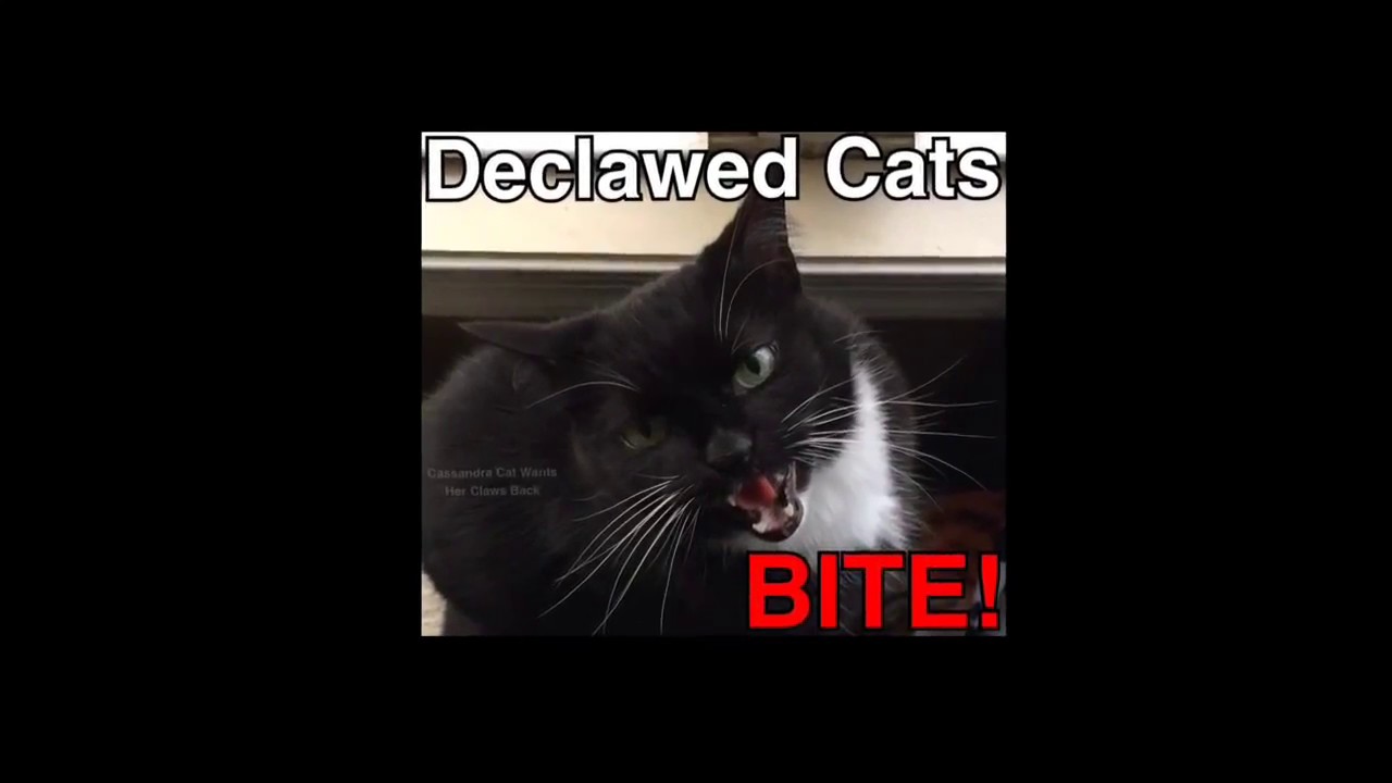 Declawed Cats BITE - True Stories 