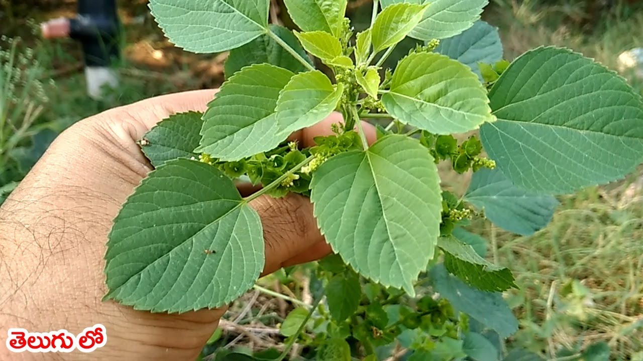  Acalypha Indica 