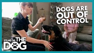 Out Of Control Dogs | It's Me or the Dog