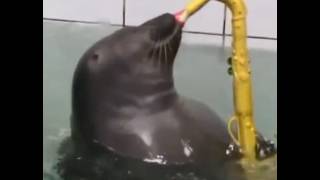 Foca Da Meia-Noite - Menina Veneno