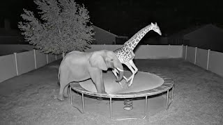 Cctv Camera This Is What Happens When Wild Animals Find A Trampoline...