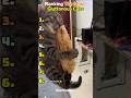 Ranking the most gluttonous cats🍗😹