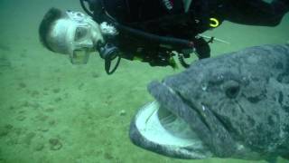 Diving with the Potato Grouper (Praia de Tofo, Mozambique), w/o music