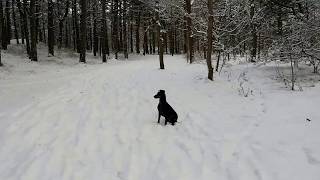 Chester the Manchester terrier having snow fun by Chester & Valta 403 views 6 years ago 24 seconds