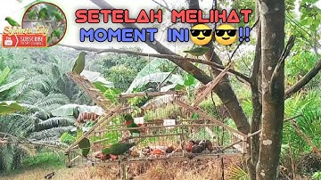 MEMIKAT SERINDIT 🐦 LIAR YG SANGAT PINTAR