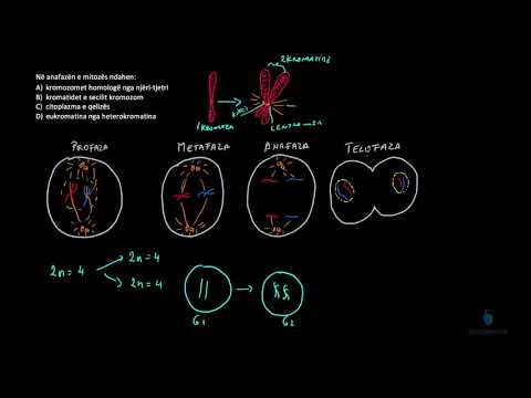 Biologji - Ushtrim: Cikli jetësor i qelizës- Ushtrime: Mitoza. (2)