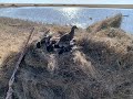 Весеннее открытие охоты на селезня с подсадной уткой 2022. Новосибирская область.