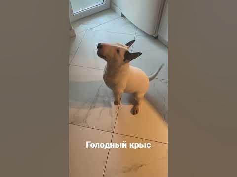 Булик - YouTube