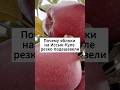 Яблоки по 15 сомов: как запрет Казахстана ударил по Иссык-Кулю