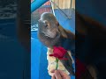 #funny #fyp #funnyvideos