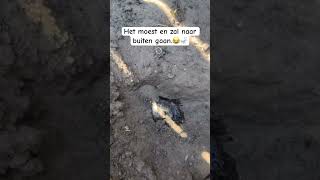 Wnr je de toilet buiten maar gebruikt! 😂🚽 #voorjou #funny #katten #mylife #cat #cute