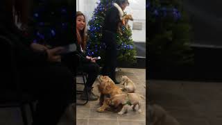 Cocker spaniel babies at the insurance office