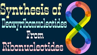 synthesis of Deoxyribonucleotides from Ribonucleotides | Lecture 5