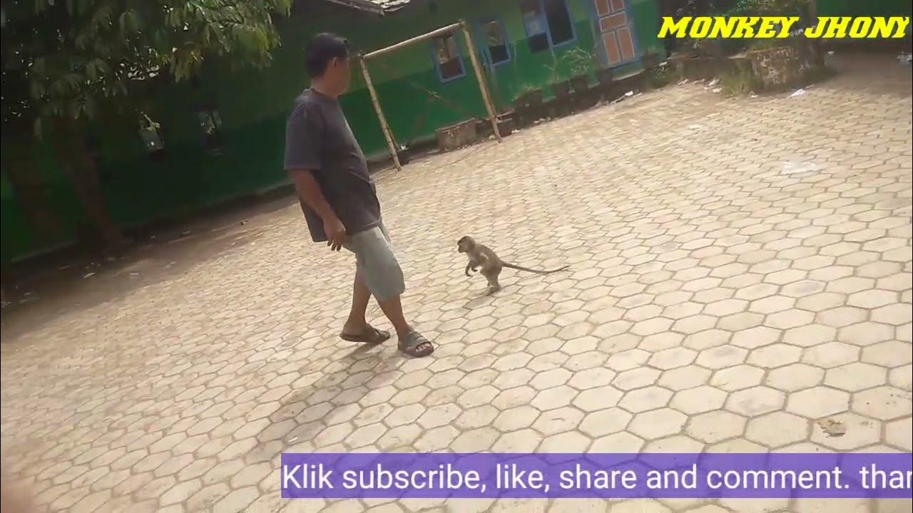 Monkey Standing Up monkey YouTube