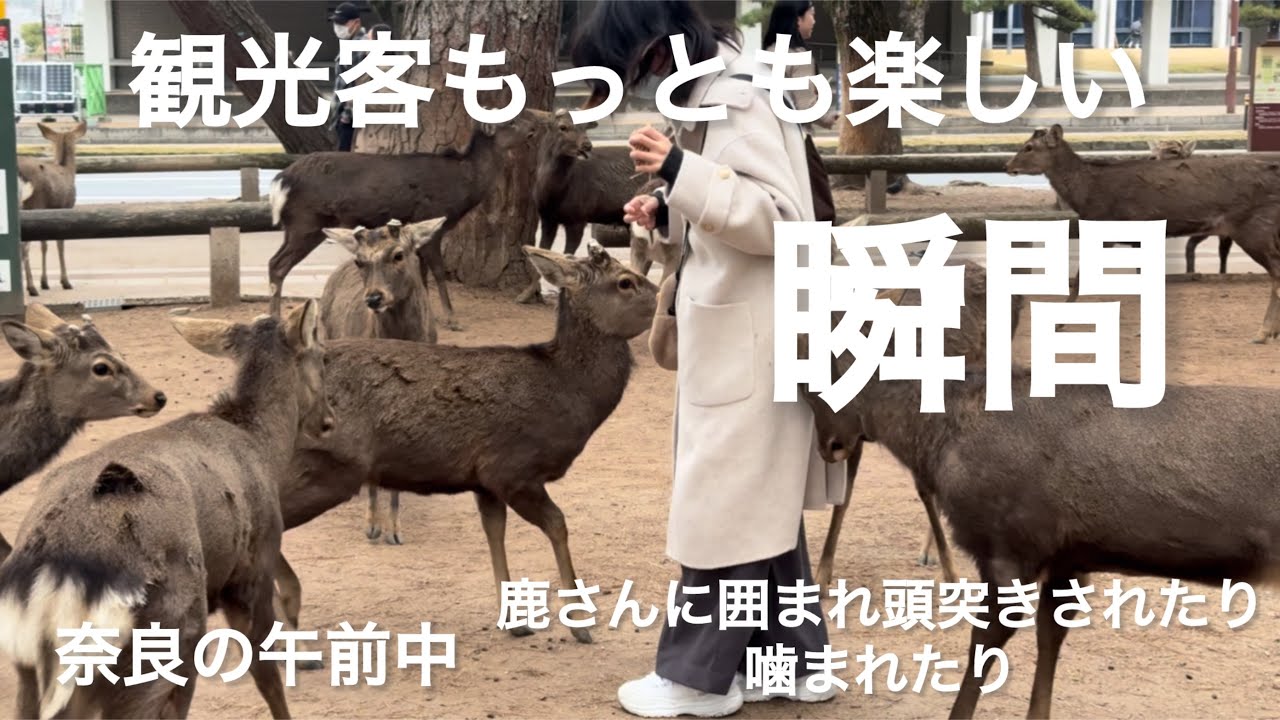 観光客もっとも楽しい瞬間😊奈良の午前中がアツイ🦌