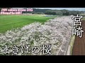 まきばの桜　宮崎県小林市【JNN sakuraドローンDIG】