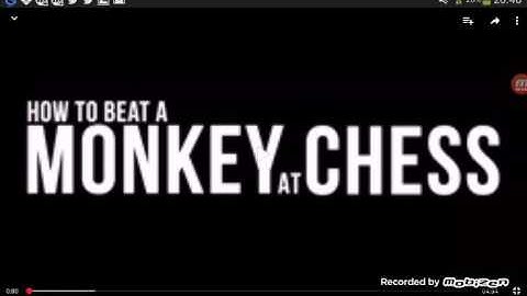Cheese reactz to:HOW TO BEAT A MONKEY AT CHESS MARKIPLIEEEEERRRRRRRRRRRRRRR