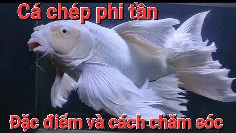 Cá chép phi tần - Đặc điểm và cách chăm sóc cá chép phi tần